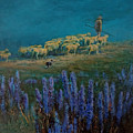 Lupine Meadow